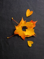 Yellow-red maple leaves lie on dark denim with hearts cut out of them.  Love for autumn and nature.  Love between a man and a woman, their relationship.  Leaves are like people.