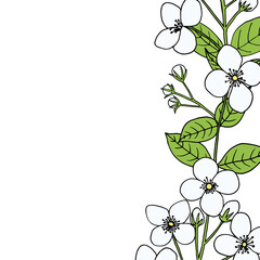 Jasmine branch with flowers, buds and leaves. Seamless border garland. Hand-drawn vector illustration in sketch style.
