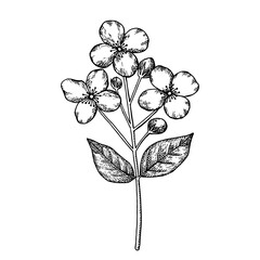 Jasmine branch with flowers, buds and leaves. Hand-drawn vector illustration in sketch style.