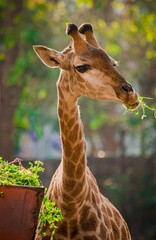 Obraz premium The Giraffe is an African even toed mammal and the tallest living terrestrial animal.