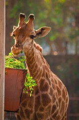 The Giraffe is an African even toed mammal and the tallest living terrestrial animal.