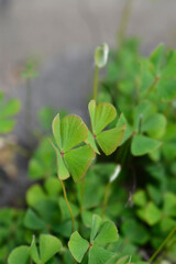 Four leaf pepperwort