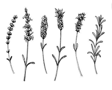 The lavender flowers of wild and cultivars. Vintage floral set. Ink hand drawn sketch. Vector illustration.