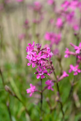 Sticky catchfly