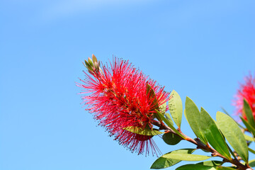 Crimson bottlebrush
