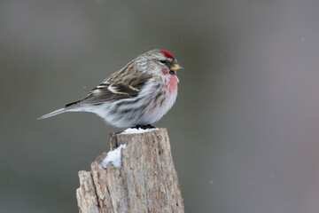 Female Common Redpoll in winter plumage perched on a stump - Grand Bend, Ontario, Canada