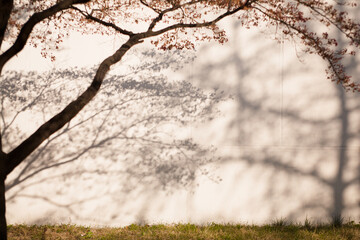 In the afternoon of spring, there was a beautiful tree shadow in the sun.