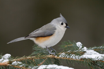 Tufted Titmouse perched on a spruce branch in winter - Grand Bend, Ontario, Canada