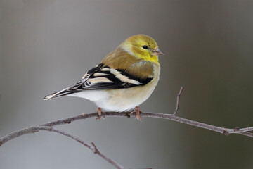 Fototapeta premium American Goldfinch in winter plumage - Grand Bend, Ontario, Canada