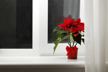 Poinsettia (Christmas flower) in the interior with space for text.
