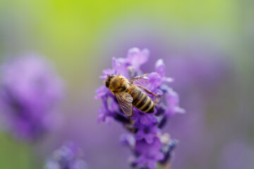 Biene auf Lavendelblüte