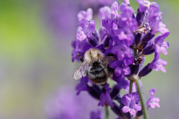 Wildbiene auf Lavendelblüte