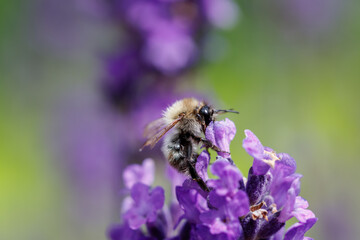 Wildbiene auf Lavendelblüte