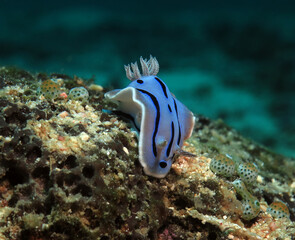 Chromodoris Willani nudibranch crawling on a coral Boracay Philippines