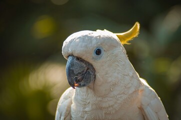 Sulfur Crested Cockatoo is a large white cockatoo with white plumage, white skin, grey feet, a...