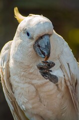 Sulfur Crested Cockatoo is a large white cockatoo with white plumage, white skin, grey feet, a...
