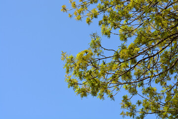 Common ash