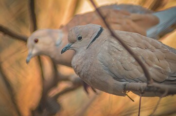 Eurasian collared Dove! It is medium sized dove, with blue grey under wing patch. It has black half collar edged with white on its nape. Legs are short & red & the bill is black. Its symbol of peace.