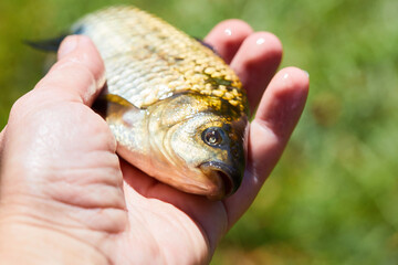 A crucian carp (Carassius carassius) in human hand. Fishing theme