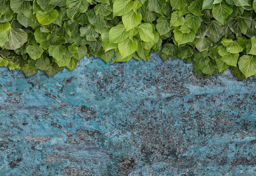 Green ivy grows on old brick wall. Old stone wall with ivy as background. © hary_cz