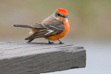 Vermilion flycatcher