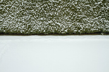 Snow covered lawn and hedge in a backyard. Winter background.