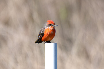 Vermilion flycatcher