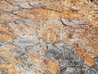 The wood from which the outer shell has been chipped off.