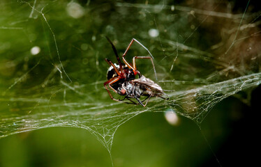 animal,  Spider web, hunt,  insect hunt