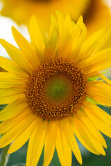 Naklejka premium Close up of sunlower blossom, summer concept