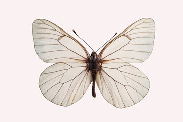 Black-veined White (Aporia crataegi) Butterfly from the family of whiteflies Pieridae. Isolated on white background. 