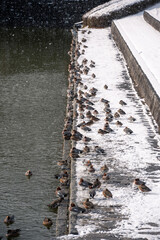 雪が積もっている池のほとりのカモの大群