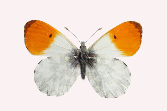 Orange-tip. (Anthocharis cardamines) Butterfly from the family of whiteflies Pieridae. Isolated on white background.