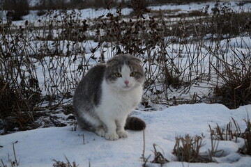 cat in snow