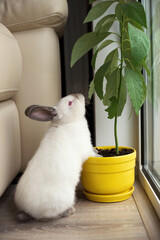 Little white rabbit eats a potted plant