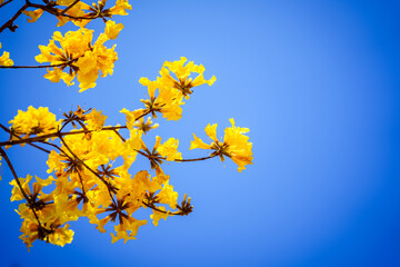 Branches of golden trumpet flower on blue sky background. Yellow flowers are blooming on the tree.