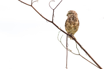 Burrowing owl perched on tree branch, looking to the side, with white background