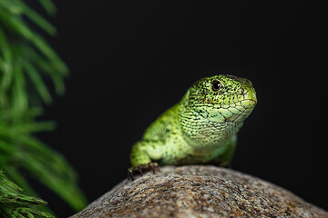 close up of a green lizard sitting on a rock with a dandelion next to it