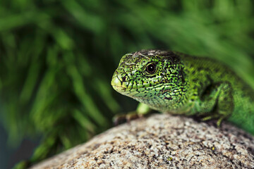 close up of a green lizard sitting on a rock 