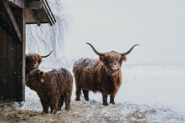 Rinder im Schnee