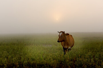 Cow in the early morning on a foggy meadow. soft artistic focus.
