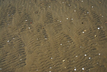 shells on the beach
