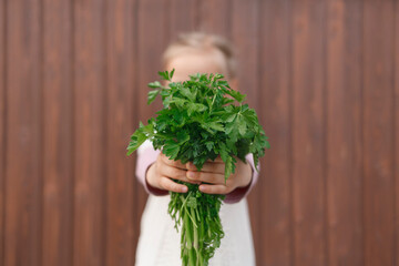 Little girl holding a bunch of green parsley in her outstretched hands. The child holds out a bunch...