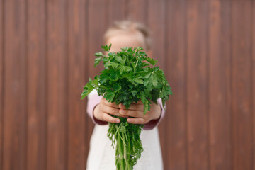 Little girl holding a bunch of green parsley in her outstretched hands. The child holds out a bunch of greenery