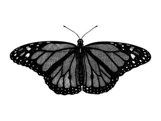 Butterfly Monarch (Danaus Phlexipus, Common Tiger, wanderer). Hand drawn insects. Vector sketch detailed illustration.
