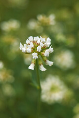 Dorycnium pentaphyllum 