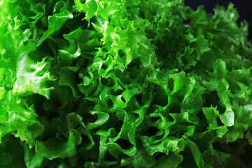 Lettuce leaves. Closeup of green fresh lettuce, natural background