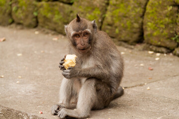 Long-tailed macaque with big eyes sitting an eating an apple 
