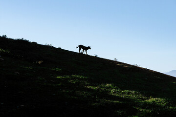 Dog Running downhill, Chefchaouen, Morocco. 