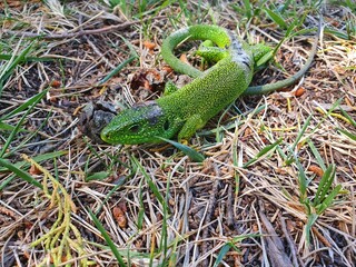lizard on the grass